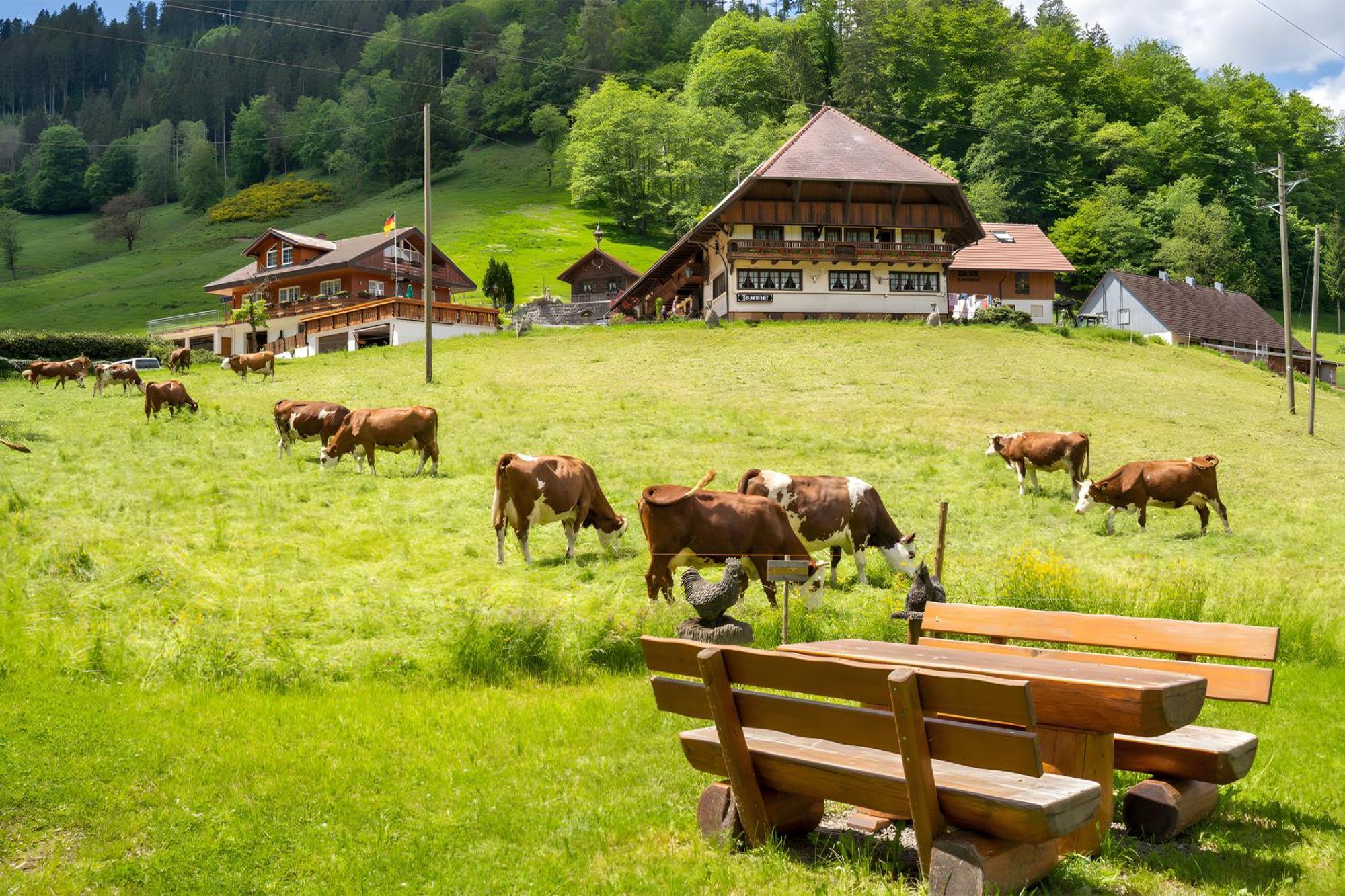 Hotel Josenhof Wolfach Exteriér fotografie